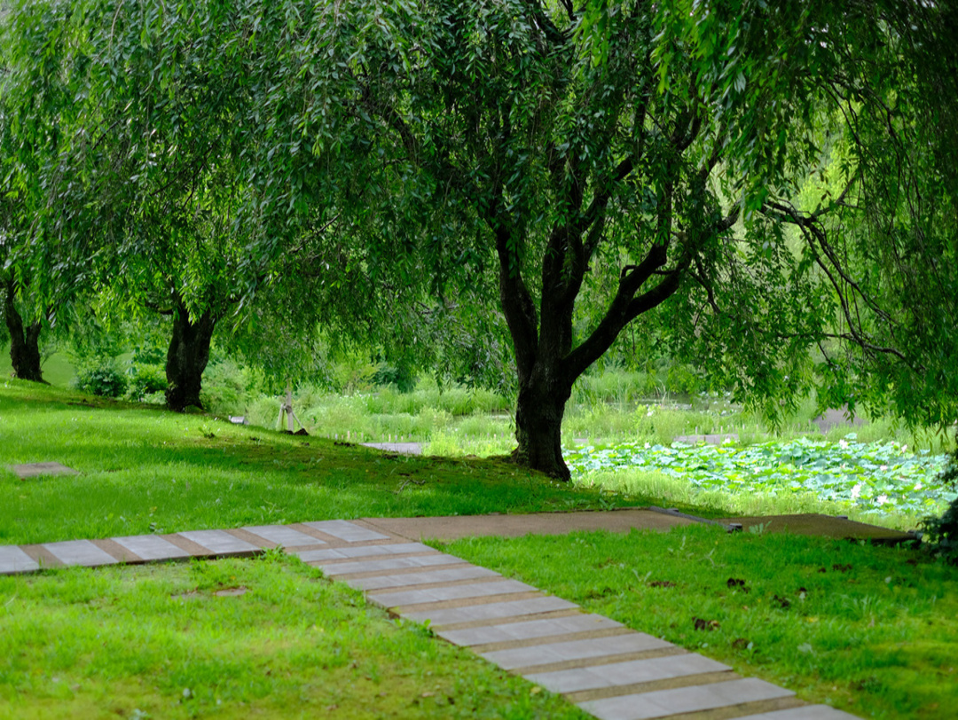 chemin en bois