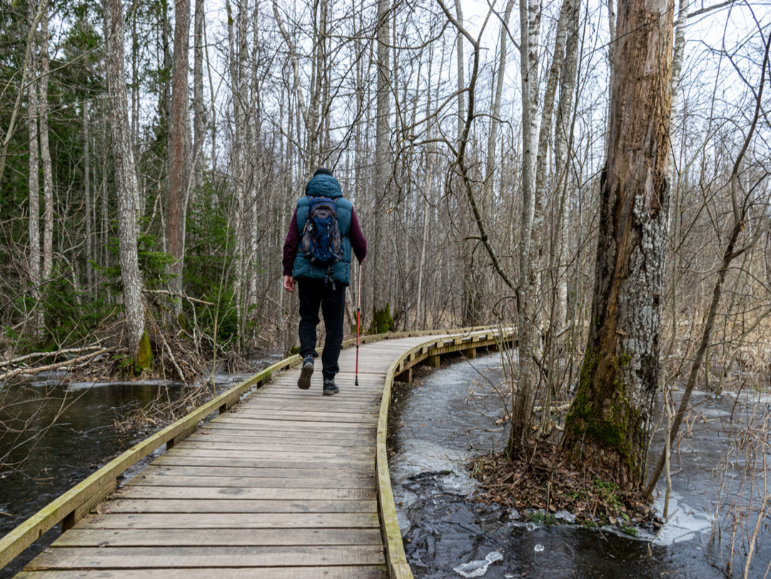 Coastal stand of forest flooded in spring, trail in flooded deciduous forest with wooden footbridge, lone traveler on wooden footpath